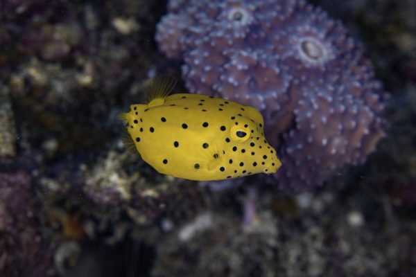 Yellow boxfish specimen shot
